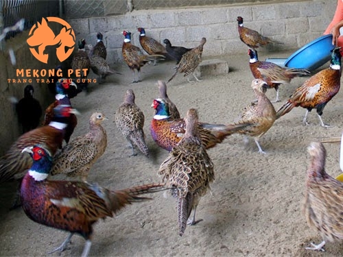 Mua Bán Chim Trĩ Thịt Tại TPHCM: Địa Chỉ Uy Tín, Chất Lượng Cho Người Yêu Thích Ẩm Thực.